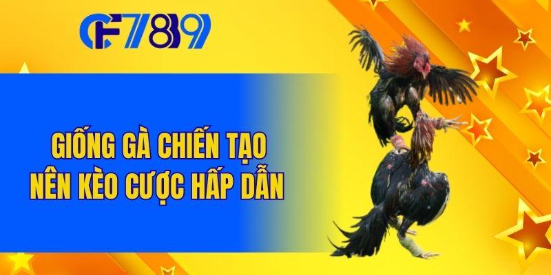 Giống gà chiến tạo nên kèo cược hấp dẫn