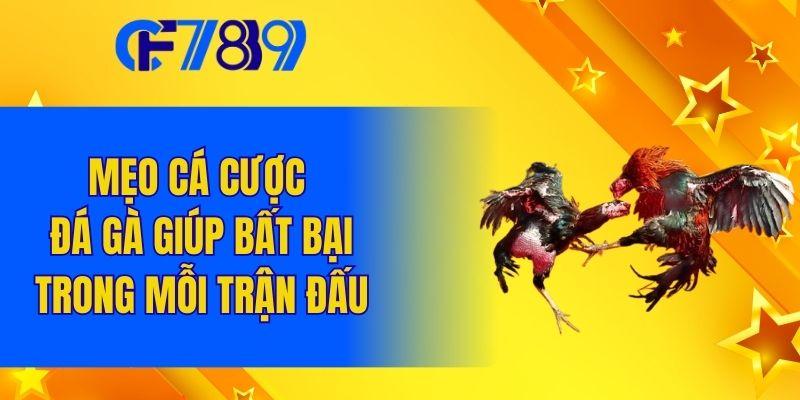 Mẹo cá cược đá gà giúp bất bại trong mỗi trận đấu
