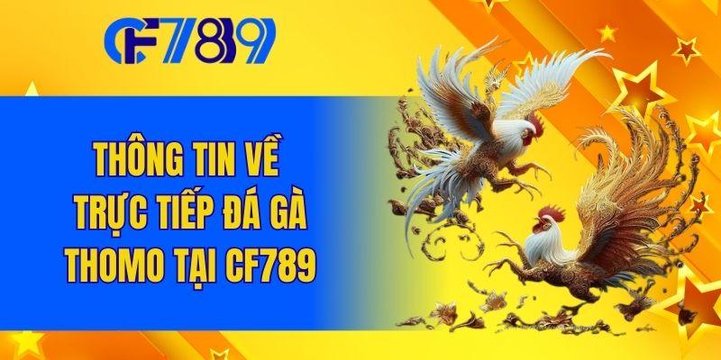 Thông tin về trực tiếp đá gà Thomo tại CF789